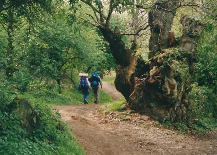 酒店 阿方索九号酒店 萨里亚